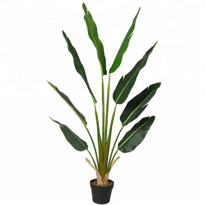 Large Leafy Bird Of Paradise Plant