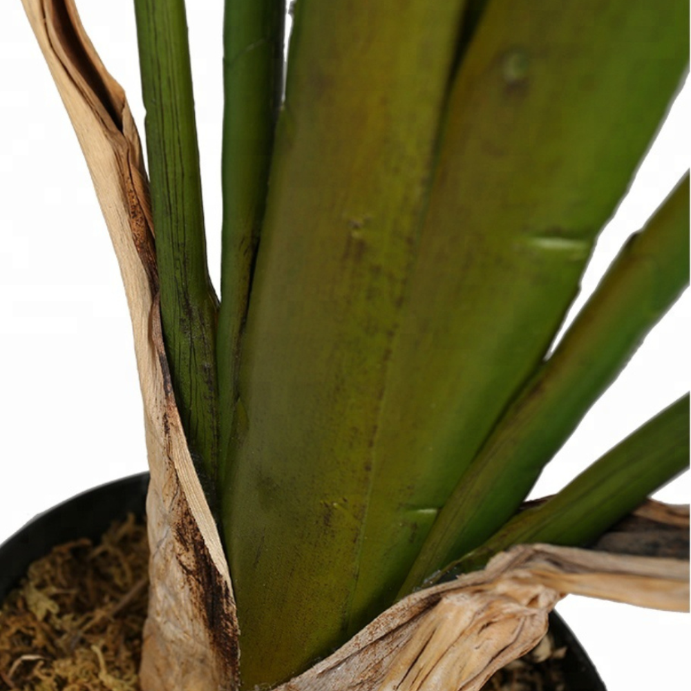 Large Leafy Bird Of Paradise Plant