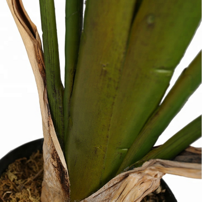 Large Leafy Bird Of Paradise Plant