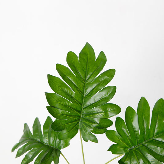 Leafy Plant Bundle For Indoore