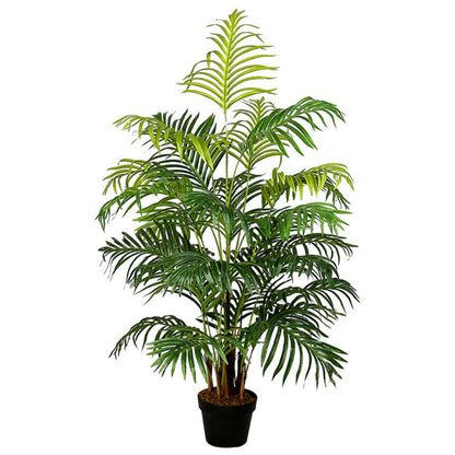 Lush Kentia Plant