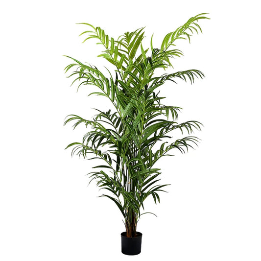 Madeira Indoor Decoration Plant