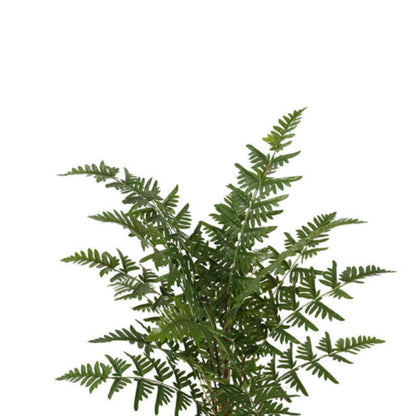 Melody Artificial Fern Plant In Classic Pot