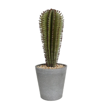 Mini Cactus In Decorative Pot