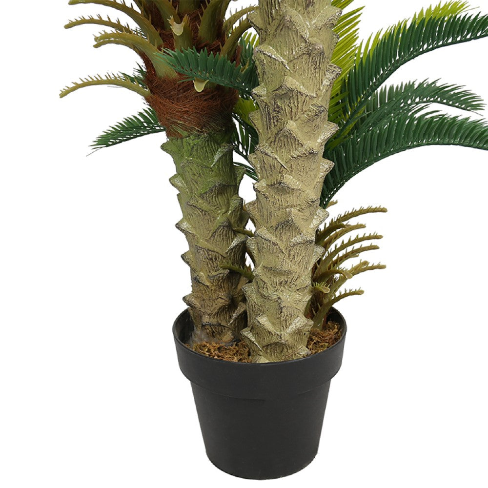 Mini Cycas Revoluta Bonsai For Home Decor