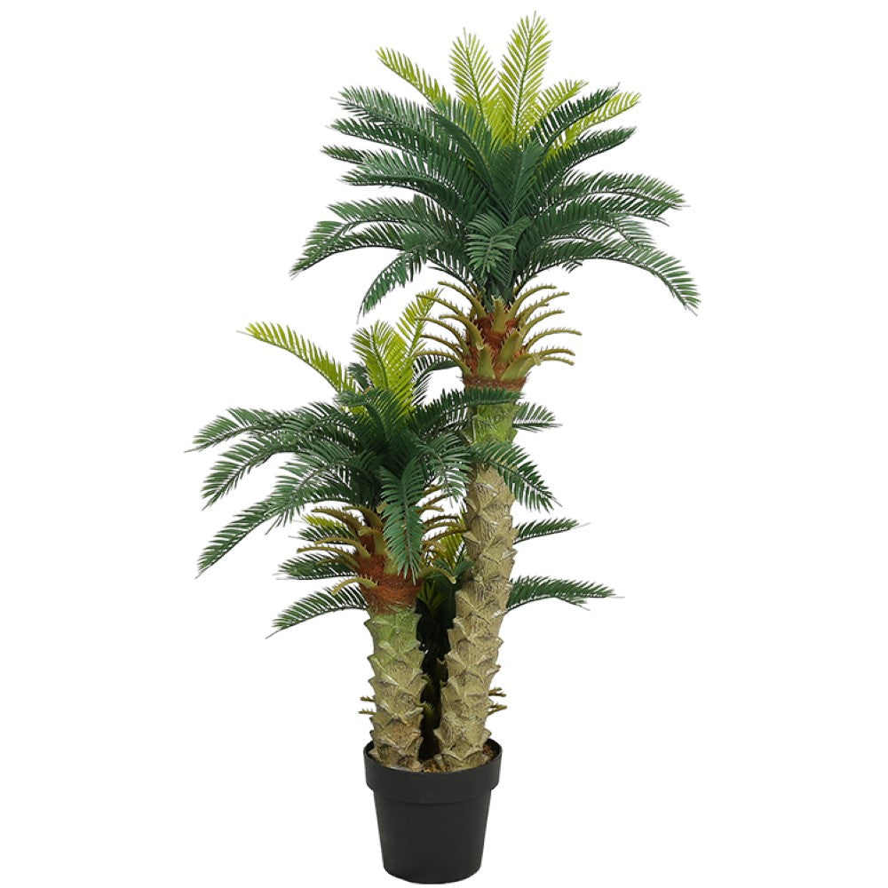 Mini Cycas Revoluta Bonsai For Home Decor