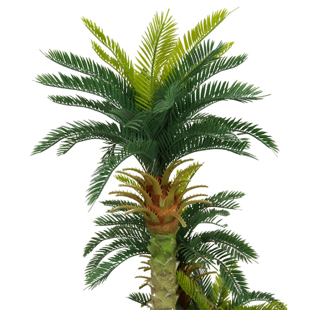 Mini Cycas Revoluta Bonsai For Home Decor