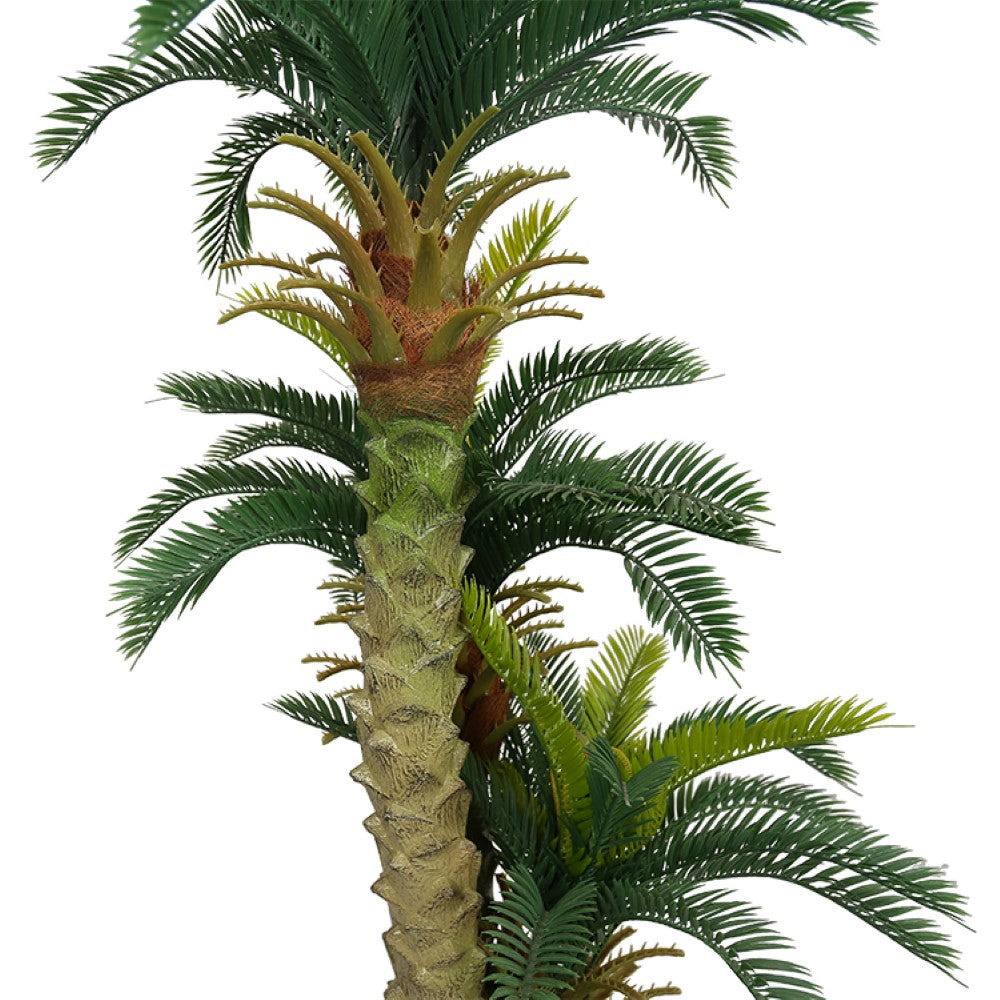 Mini Cycas Revoluta Bonsai For Home Decor