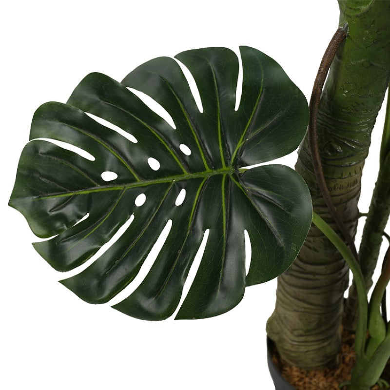 Monstera Deliciosa Tree For Mall Ornamentation