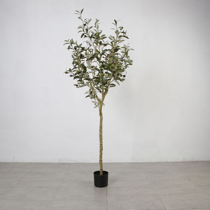 Olive Tree Ornament Plants