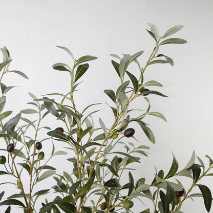 Olive Tree Ornament Plants