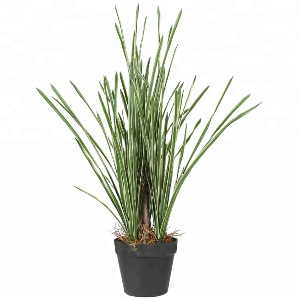 Onion Grass With Basket