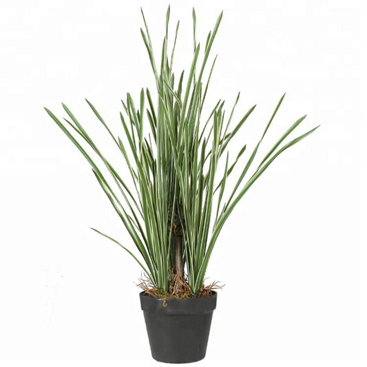 Onion Grass With Basket