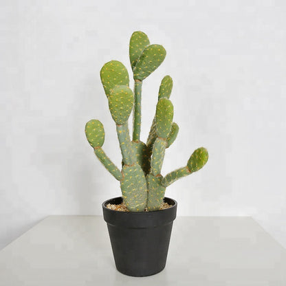 Opuntia Cactus In Black Pot