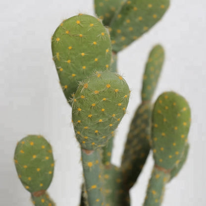 Opuntia Cactus In Black Pot