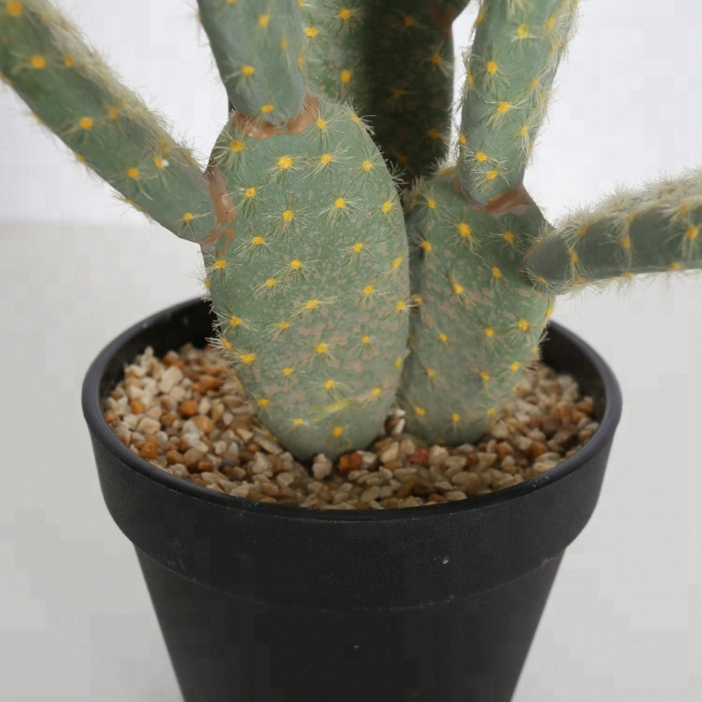 Opuntia Cactus In Black Pot