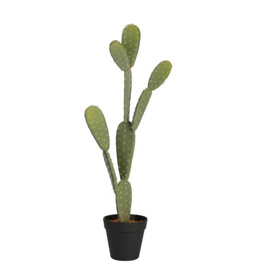 Opuntia Cactus In Standard Pot