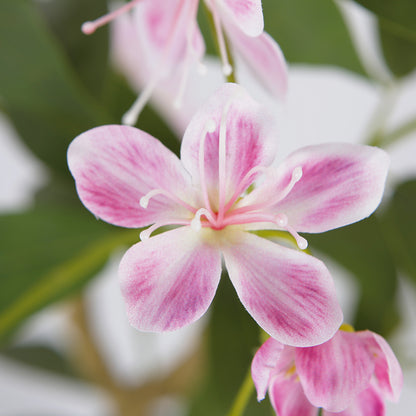 Orchid Tree For Indoor Decoration