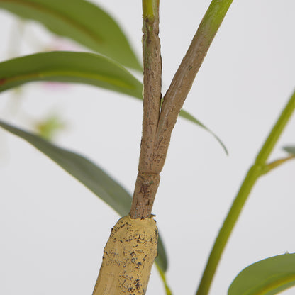 Orchid Tree For Indoor Decoration