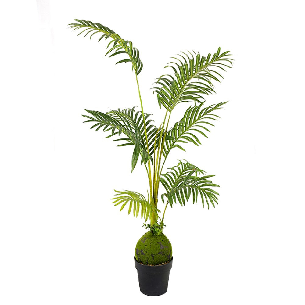 Ornamental Artificial Hawaii Kwai Tree