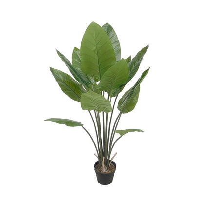 Ornamental Indoor Floor Plant