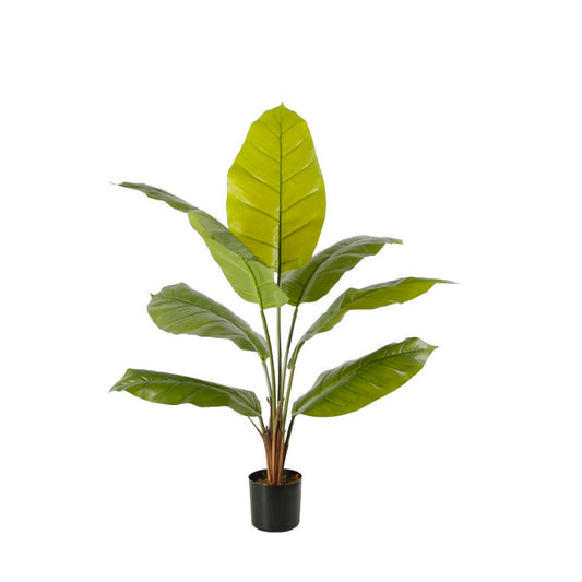 Peace Lily Small Tree For Serene Spaces