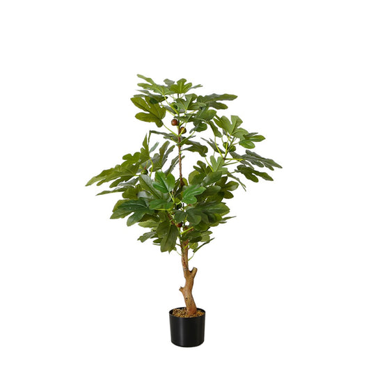 Potted Fig Tree For Home Decor