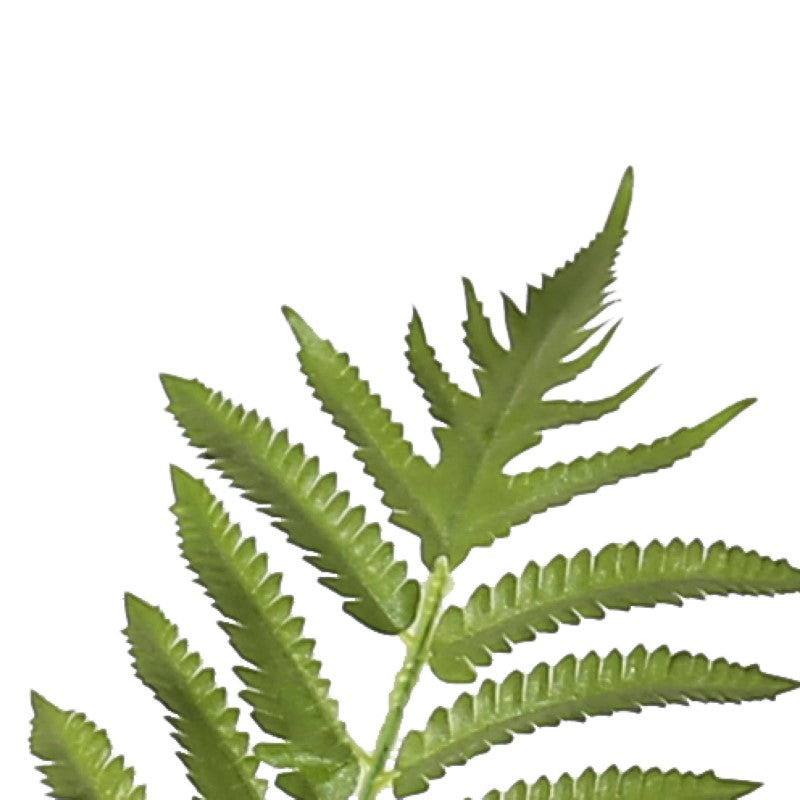 Potted Large Fern Plant