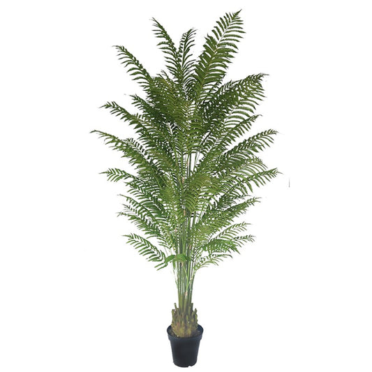 Potted Large Fern Plant