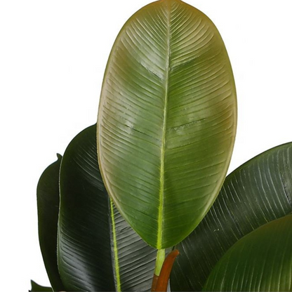 Realistic Artificial Rubber Plant