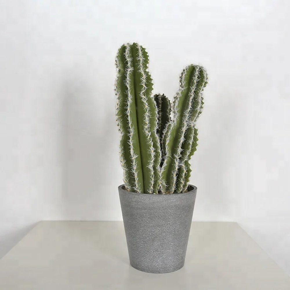 Realistic Cactus Indoor Plants