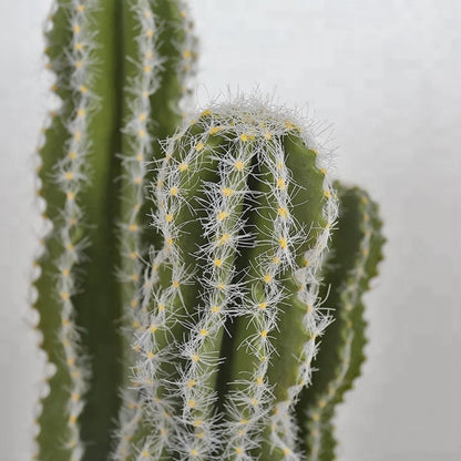 Realistic Cactus Indoor Plants