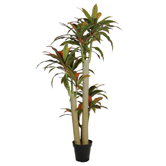 Realistic Dracaena Fragrans Tree