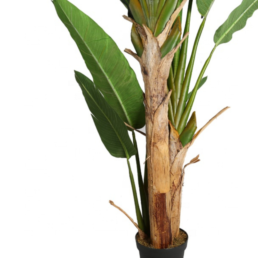 Realistic Indoor Banana Tree