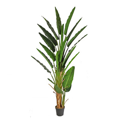 Realistic Indoor Banana Tree
