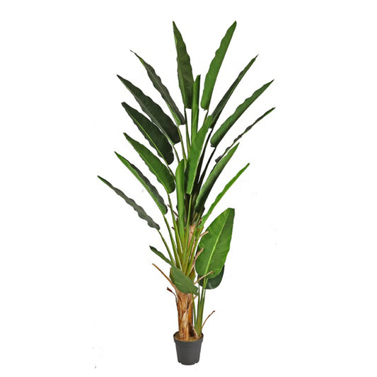 Realistic Indoor Banana Tree