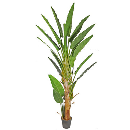 Realistic Indoor Banana Tree