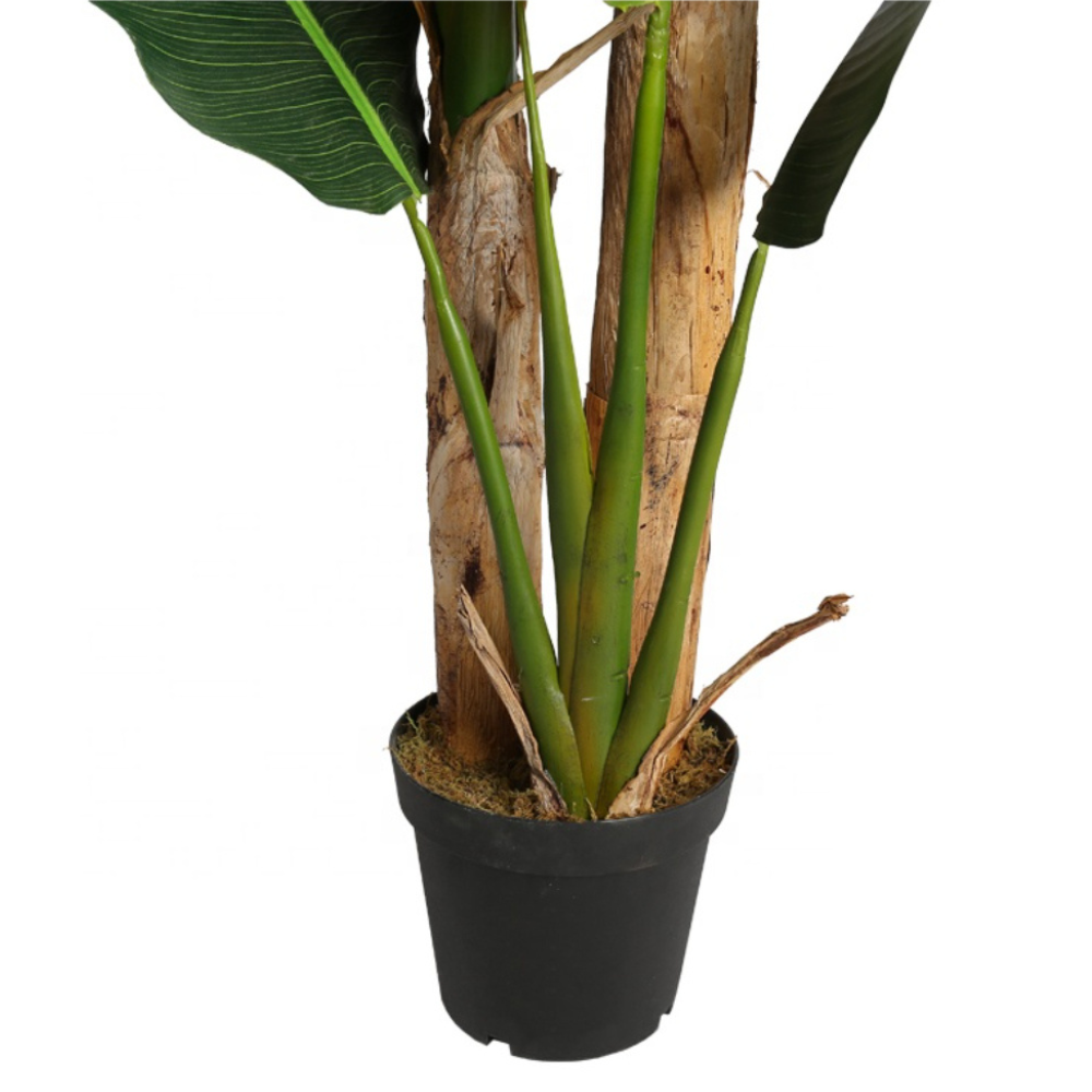 Realistic Indoor Banana Tree