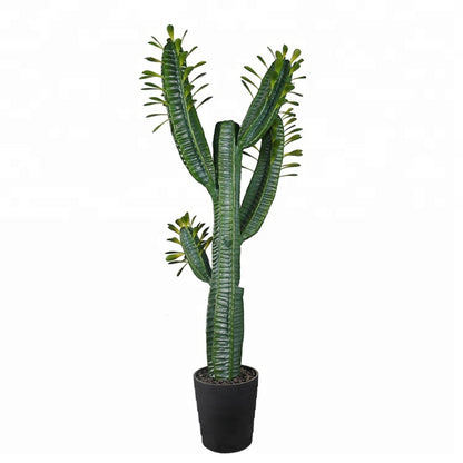 Realistic Tall Cactus Plant