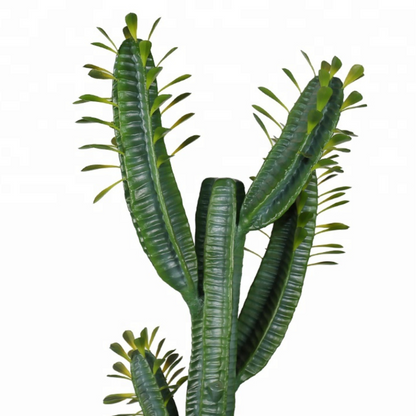 Realistic Tall Cactus Plant