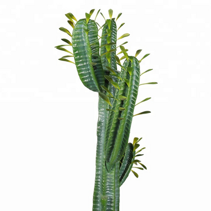 Realistic Tall Cactus Plant