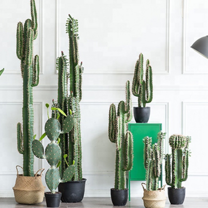 Realistic Tall Cactus Plant