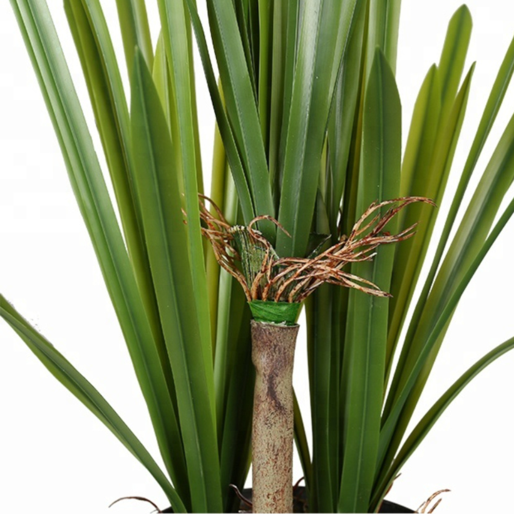 Sleek Onion Grass Plant