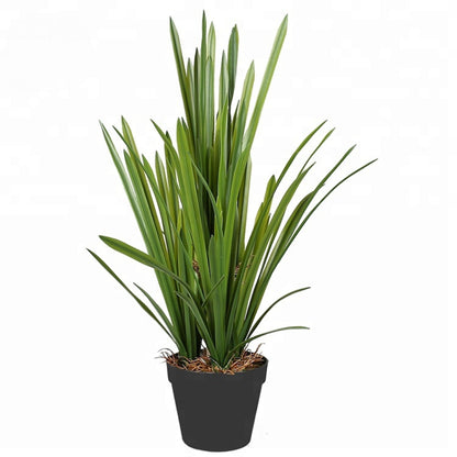 Sleek Onion Grass Plant