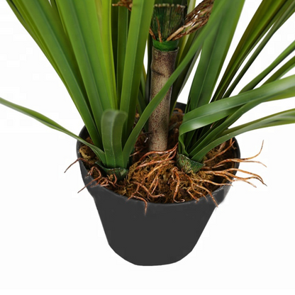 Sleek Onion Grass Plant