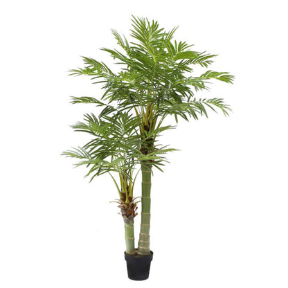 Slender Areca Tree