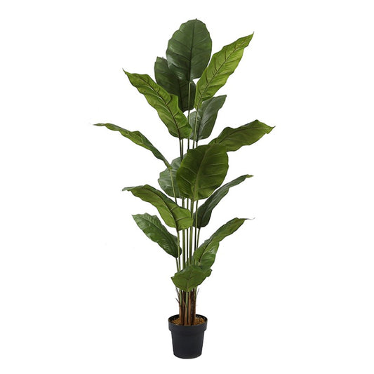 Spathiphyllum Leaf Plant