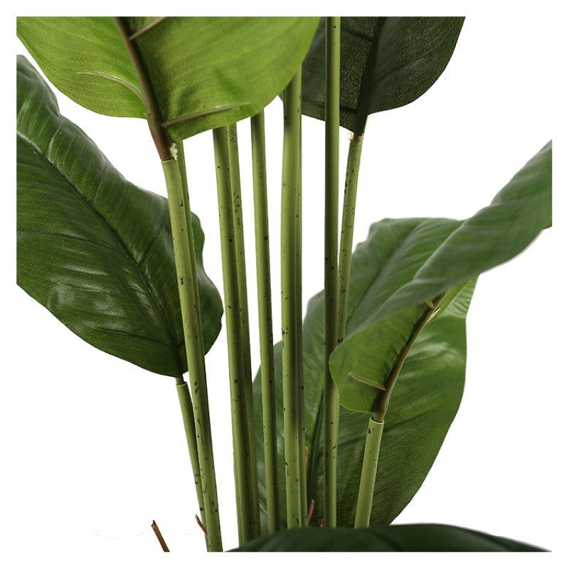 Spathiphyllum Leaf Plant