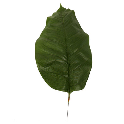 Spathiphyllum Leaf Plant