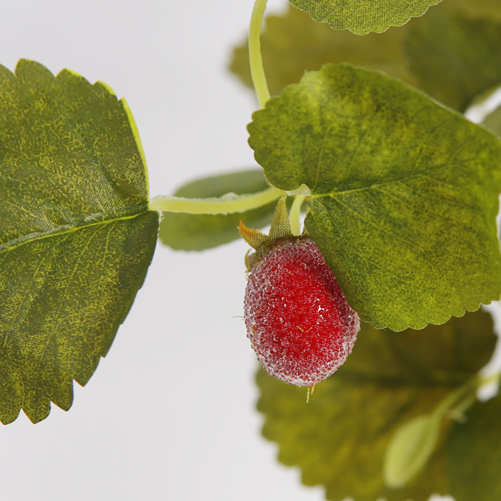 Strawberry Leaf Plant